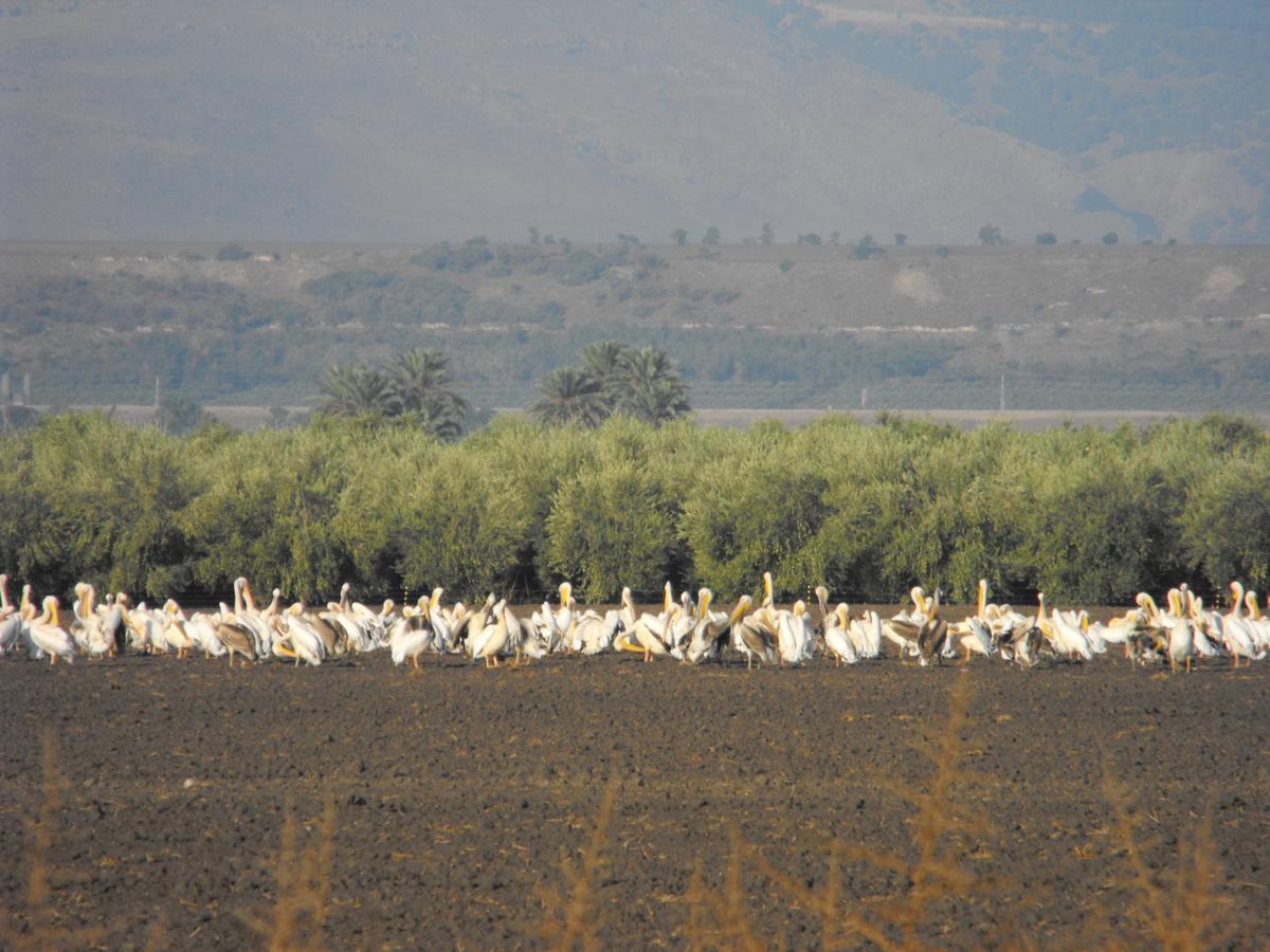 Jordan Valley Birding Lodge Kefar Ruppin Exteriér fotografie