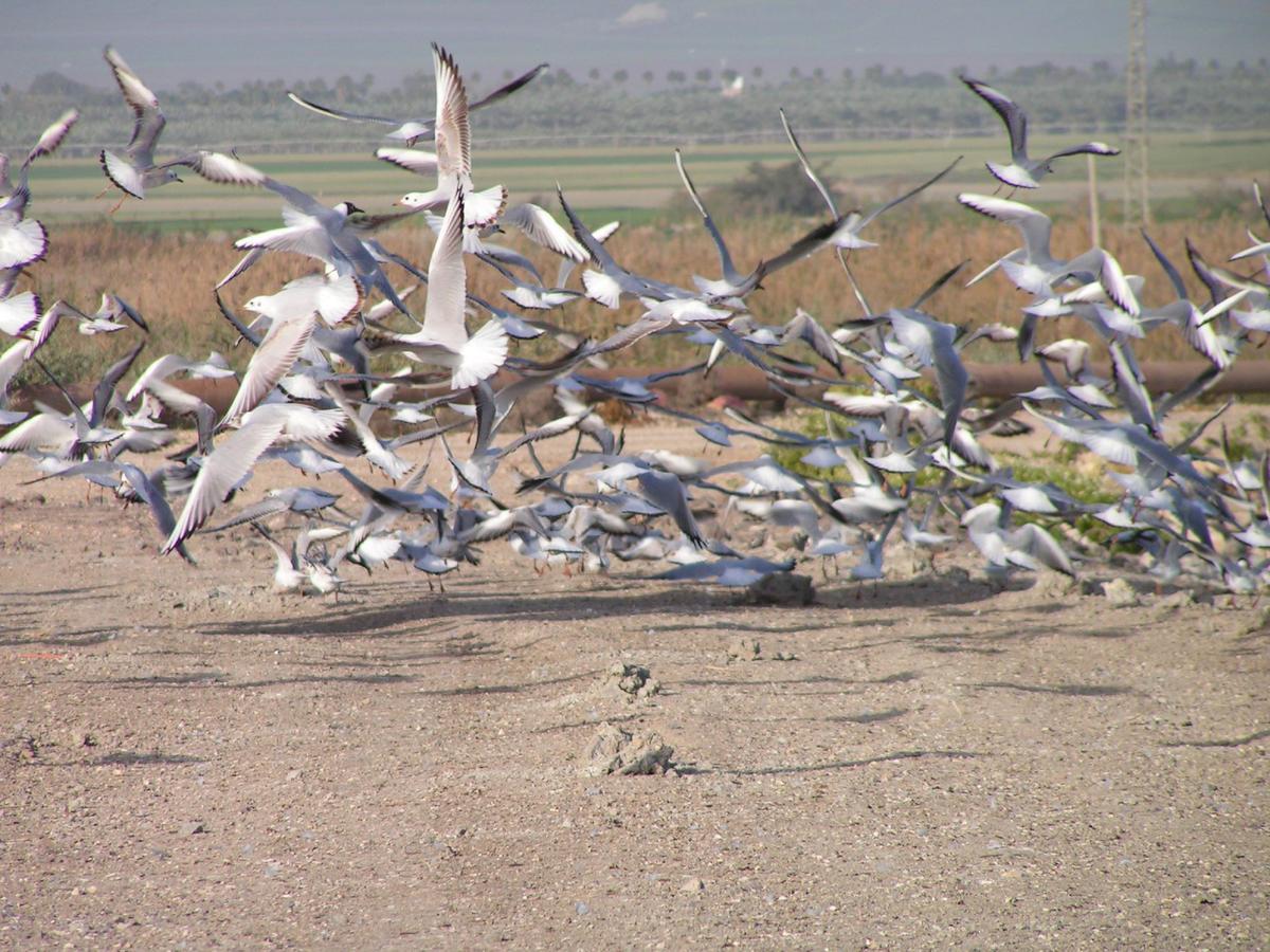 Jordan Valley Birding Lodge Kefar Ruppin Exteriér fotografie
